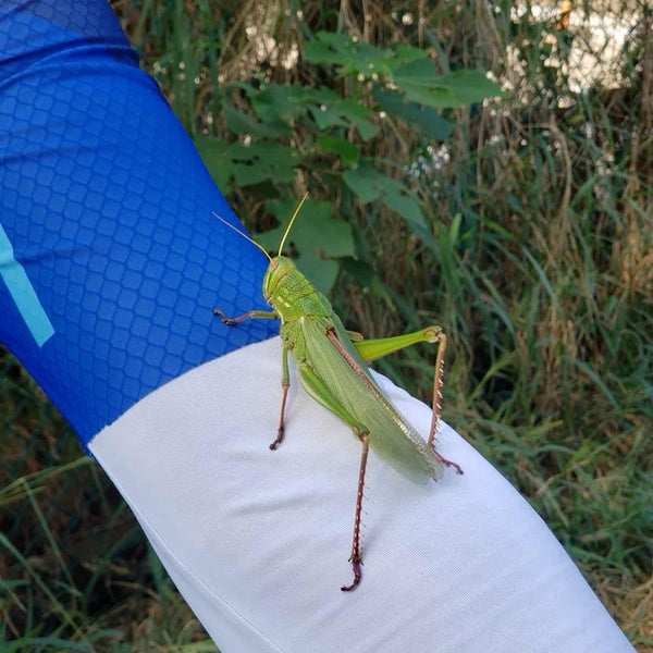 Shawn's arm with a large cricket on.