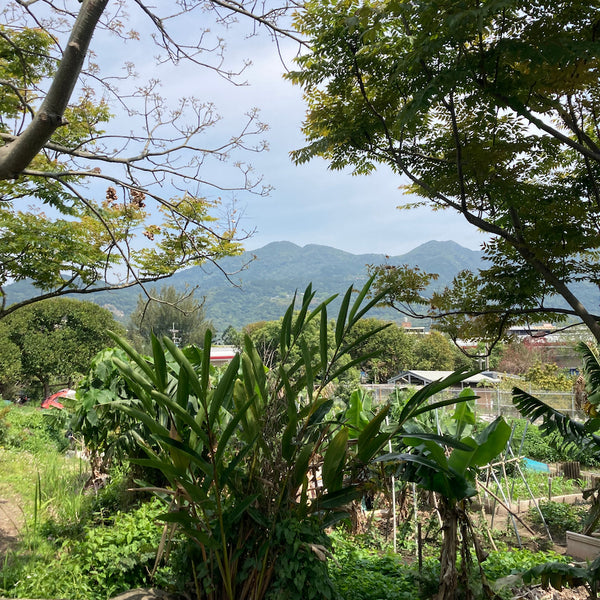 Shot looking through the trees at tree-covered hills.