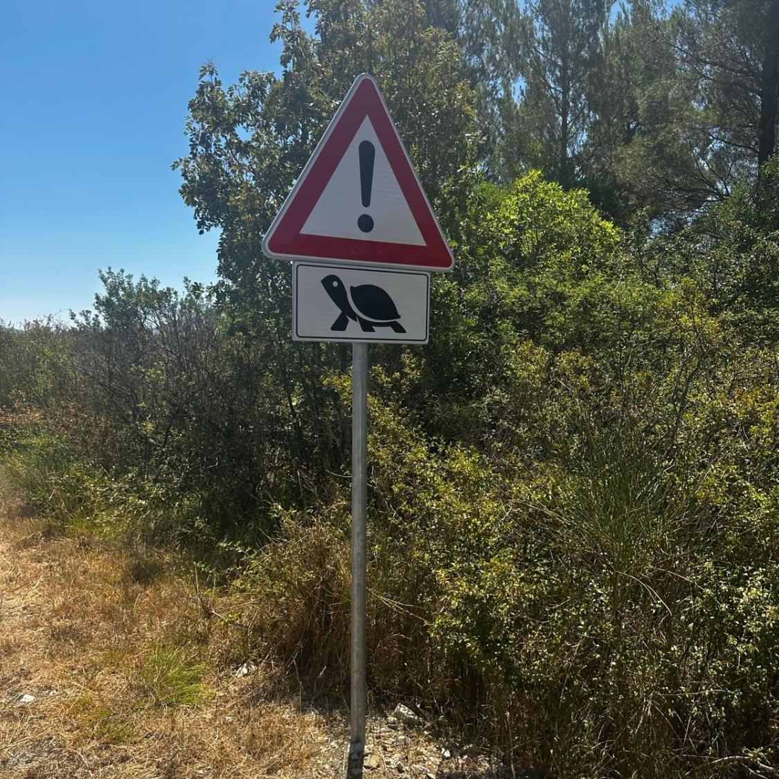 Warning sign with turtle icon on a rural road with trees in the background